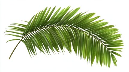 Obraz premium Exploring the elegance of tropical palm leaves against a simple backdrop of white