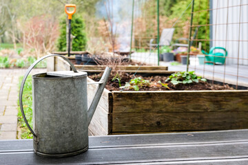 Close-up of a vintage metal watering can placed on a wooden deck near raised garden beds in a backyard garden. Early spring planting with fresh soil and young strawberry plants growing