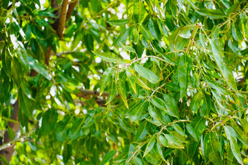 Almond tree with lush foliage.
