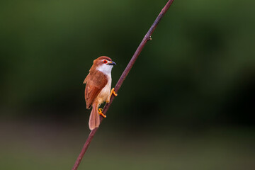 The Yellow-eyed Babbler A Watchful Spirit of the Grasslands