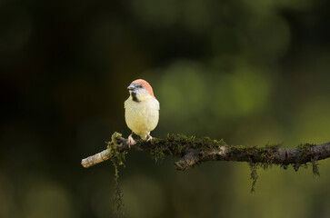 A Glimpse of Rust The Russet Sparrow’s Journey