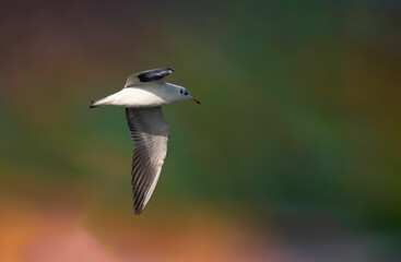 Wings of the Shore The Black-headed Gull’s Journey
