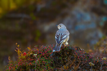 The Mistle Thrush A Songbird of the Winter Woods
