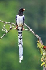 Red-billed Blue Magpie