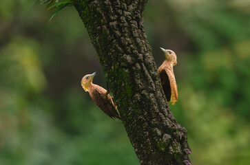 he Rufous Woodpecker Nature’s Craftsman of the Woods