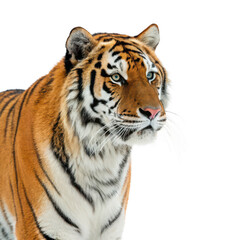 Fototapeta premium Bengal tiger png big cat png wildlife predator png striped cat png transparent background image