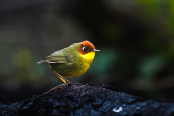Tiny Beauty The Chestnut-headed Tesia’s Secret World