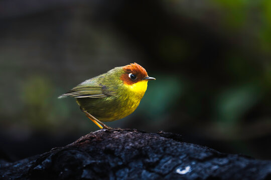 Tiny Beauty The Chestnut-headed Tesia&rsquo;s Secret World