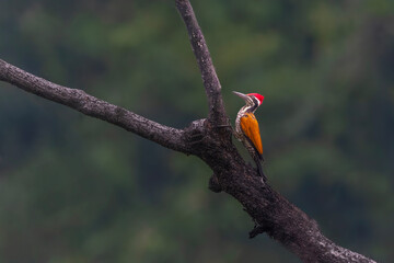 Wings of Fire The Greater Flameback’s Bold Presence