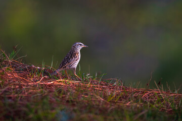 Whispers of the Mountain Grasslands The Upland Pipit