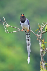 Wings of Scarlet and Blue The Red-billed Blue Magpie