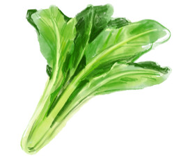 美味しそうで新鮮な小松菜の手描き水彩イラスト