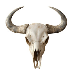 Realistic Animal Skull with Curved Horns &ndash; Boho Gothic Wall Art or Tattoo Reference