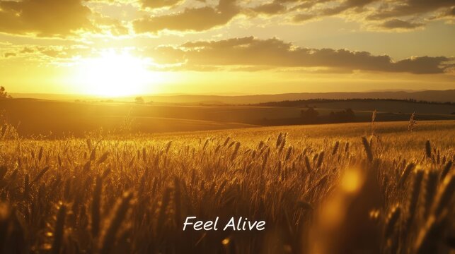 A golden sunset over a vast wheat field, evoking a feeling of aliveness. - Powered by Adobe