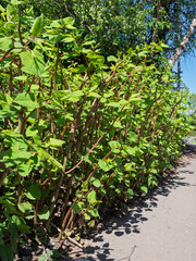Large bed of young invasive Japanese Knotweed plant, reynoutria japonica