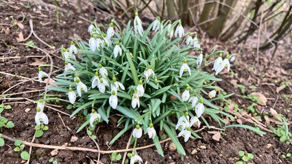 Close-up of blooming snowdrops growing in fresh soil, surrounded by bare spring branches, signaling the end of winter.