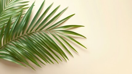 Obraz premium Summer tropical composition with green palm leaves