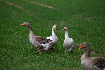 Vier Gänse