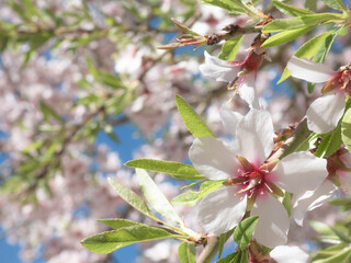 Macro view of a white flower with pink highlights growing on the branch of an almond tree (Prunus Dulcis) in early spring alongside more beautiful flowers to generate the almond fruit
