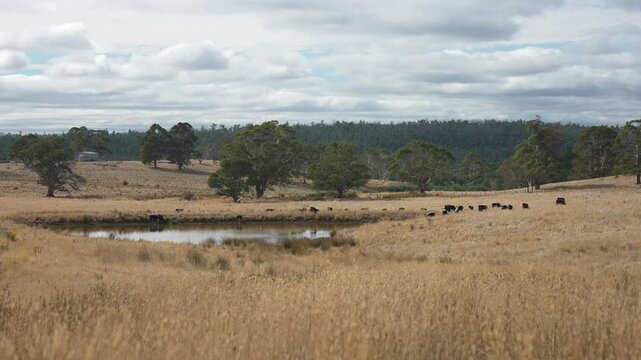 livestock in a meadow, sustainable carbon neutral farming being practiced. regenerative raised cows in a field. agricultural technology innovation.	
