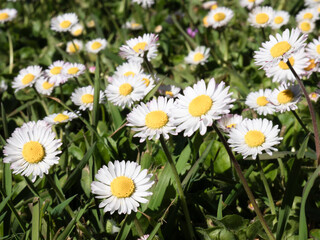 Macro view of daisy flowers (Bellis perennis) growing in a garden and facing the sun, showing their beautiful white petals and highlighting the yellow floral center, part of the inflorescence