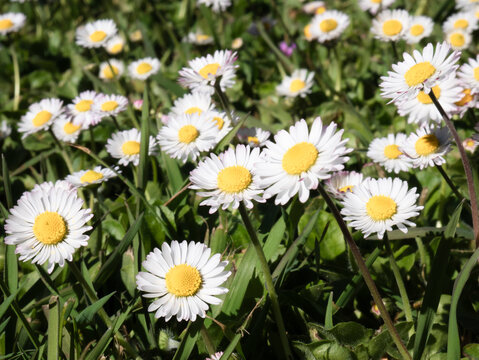 Macro view of daisy flowers (Bellis perennis) growing in a garden and facing the sun, showing their beautiful white petals and highlighting the yellow floral center, part of the inflorescence