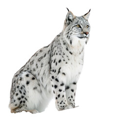 Obraz premium Bobcat png wildcat png forest predator png transparent background image