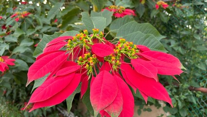 Striking poinsettia in close-up