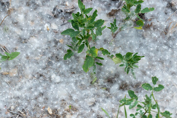 White poplar fluff on earth close-up. Cottonwood tree seeds in green grass. Populus release oxygen...