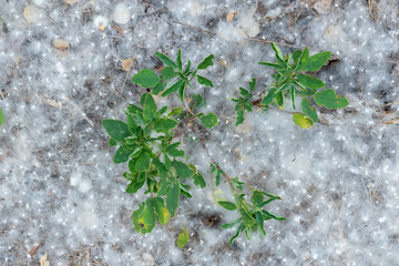 White poplar fluff on earth close-up. Cottonwood tree seeds in green grass. Populus release oxygen...