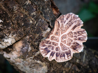 Edible brown shiitake mushroom (Lentinula edores) growing organically on an oak stem after being impregnated with spores