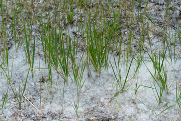 White poplar fluff on earth close-up. Cottonwood tree seeds in green grass. Populus release oxygen and clean the air from dust with their fluff. Season allergy concept. Mystic snow of poplar kind.