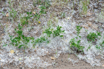 White poplar fluff on earth close-up. Cottonwood tree seeds in green grass. Populus release oxygen...