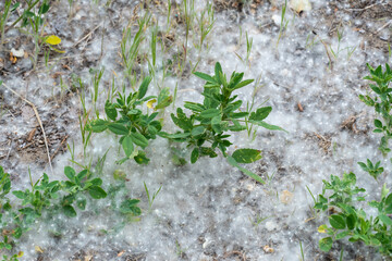 White poplar fluff on earth close-up. Cottonwood tree seeds in green grass. Populus release oxygen...