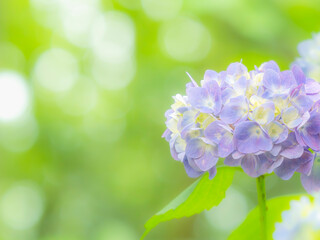  梅雨から初夏の公園や花壇を彩るアジサイのある風景。木漏れ日の光でボケた景色。ぼんやりした花畑のイメージ。