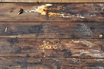 Texture of old boards covered with fungus and mold as background.