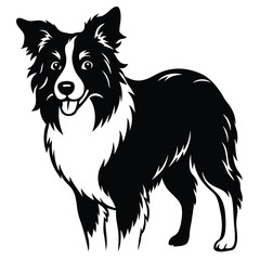 boorder collei vector