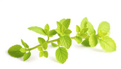 Fototapeta premium Bright Green Herb Sprig on White Background