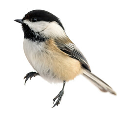 Chickadee bird png small songbird png forest bird png transparent background image