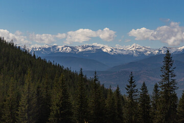 dense spruce forest on a mountainside, snowy peaks in the background