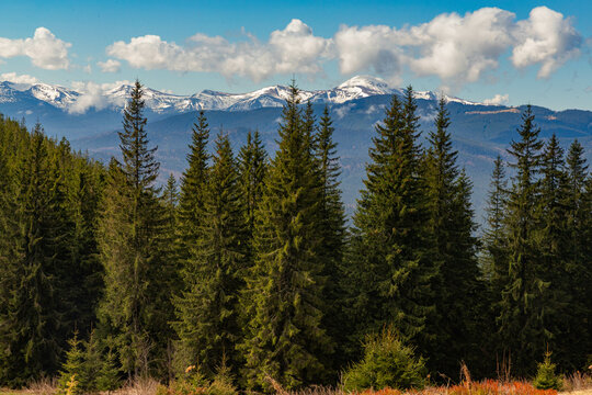 spruce forest against the backdrop of the snow-capped peaks of the Carpathian Mountains