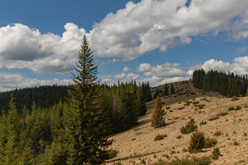 the mountain slope is covered with spruce forest