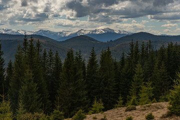 large spruce trees and snowy mountain peaks in the background