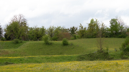 Scenic Countryside Meadow With Trees and Vibrant Wildflowers