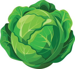 Green Cabbage Organic Vegetable Closeup Healthy Food.