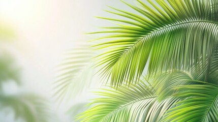 Obraz premium Summer tropical composition with green palm leaves