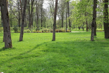 jary, drewna, lato, drewna, feuille, brzoza, feuille, außenaufnahme, liści, droga, roślin, okolica, słońce, światło słoneczne, piękne, galąz