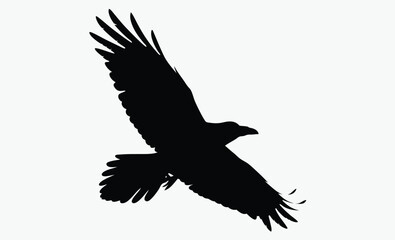 Raven silhouette, bird vector, black illustration