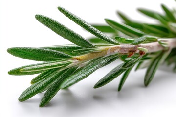 Obraz premium Rosemary Sprig: A Detailed Close-up in Vibrant Green