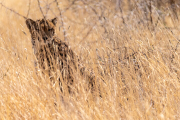 Telephoto of a cheeta hiding in the bushes in Etosha National Park, Namibia.